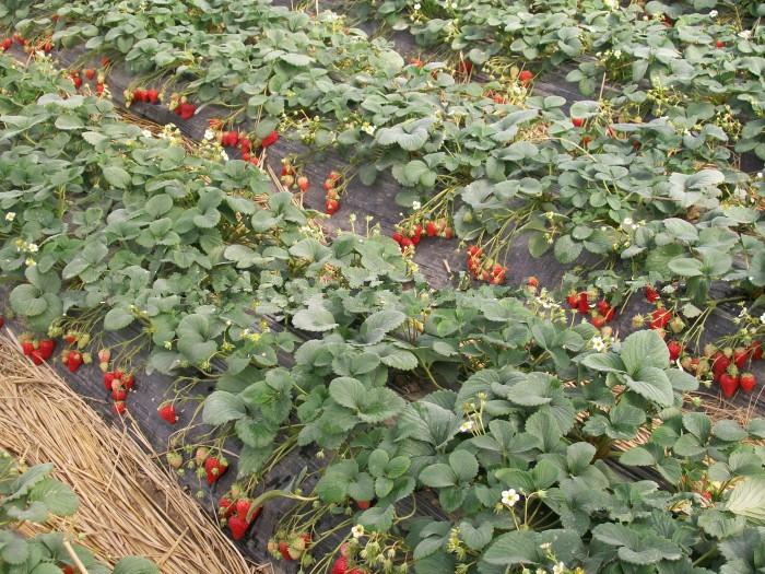 供應(yīng)北京奶油草莓代收*