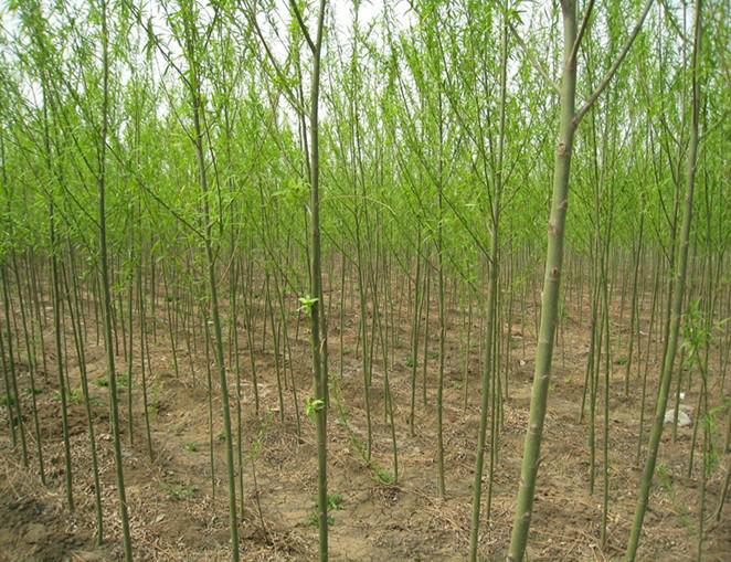 供應(yīng)速生柳