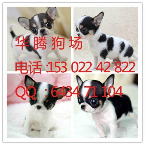 供應(yīng)吉娃娃犬價(jià)格多少廣州吉娃娃犬價(jià)錢多少吉娃娃幼犬價(jià)格