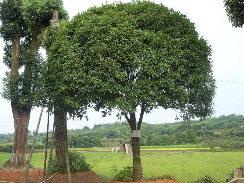 桂花苗木价格说明供应桂花苗木价格说明