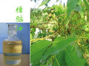 藥用樟腦油圖片