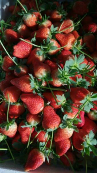 供應(yīng)武漢新鮮草莓代收