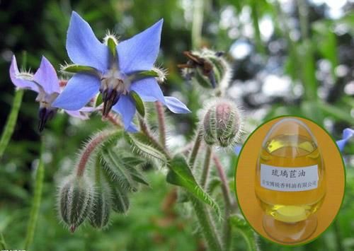 供應(yīng)琉璃苣油