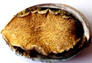 鮑魚真空冷凍干燥機圖片