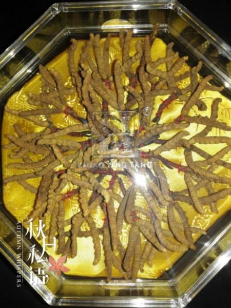 供應用于食用|送禮的極草5X含片 冬蟲夏草  大閘蟹禮券