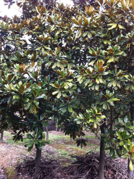 供應(yīng)江蘇南京廣玉蘭樹(shù)苗報(bào)價(jià)，廣玉蘭苗木綠化好苗