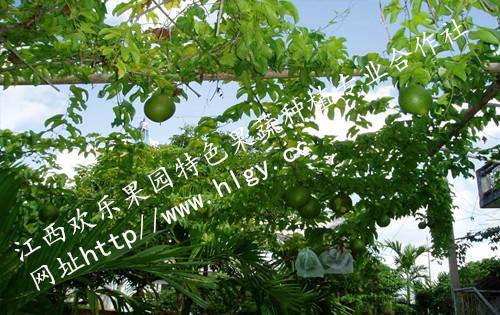 供應(yīng)上饒?zhí)焯妹酃?yīng)商，上饒?zhí)焯妹酃l(fā)商 天堂蜜果