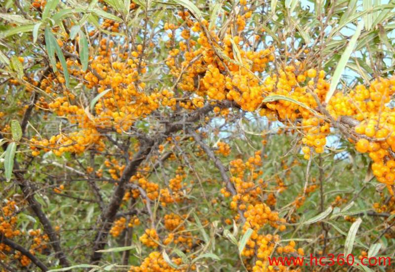 供應(yīng)沙棘果油廠家直銷價格