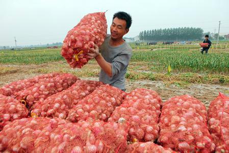 供應保健大蒜油廠家*惠