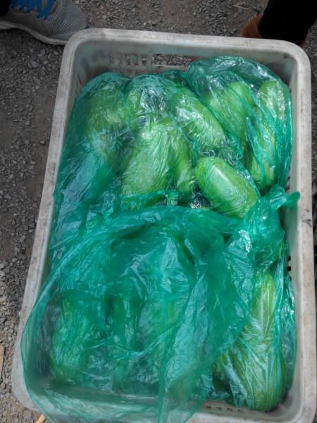 供應(yīng)西葫蘆   西葫蘆價(jià)格  山東西葫蘆批發(fā)供應(yīng)基地