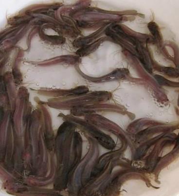 供應(yīng)江門鰍魚塘鲺魚苗價格