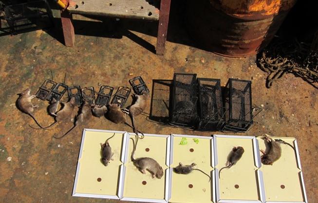 云南昆明官渡食品加工廠滅鼠圖片