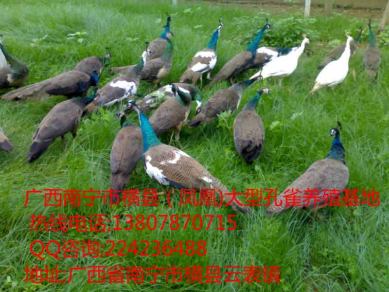 供應廣西*養(yǎng)殖基地2015年*苗價格、*苗價格、南寧*種苗