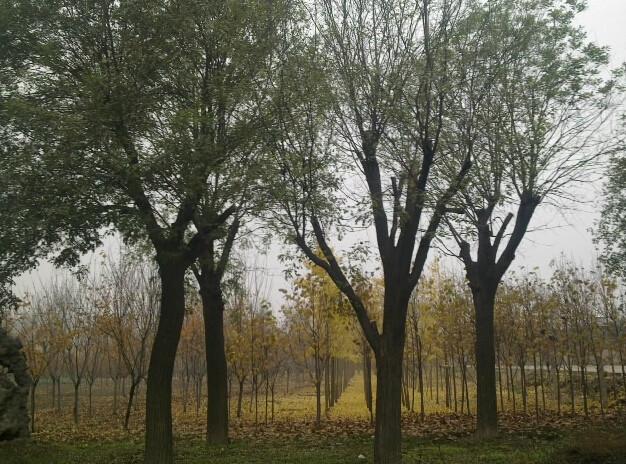 供應(yīng)落日?qǐng)@林國(guó)槐價(jià)格，成都國(guó)槐價(jià)格，優(yōu)質(zhì)國(guó)槐供應(yīng)商