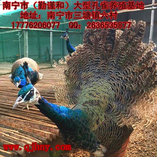 供應廣西南寧【勤謹和】大型*養(yǎng)殖