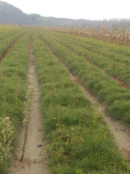 供應黑松苗2年苗黑松苗批發(fā)基地遼寧黑松苗*批發(fā)樟子松2年苗