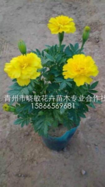 宿根福祿考圖片/宿根福祿考樣板圖 (4)