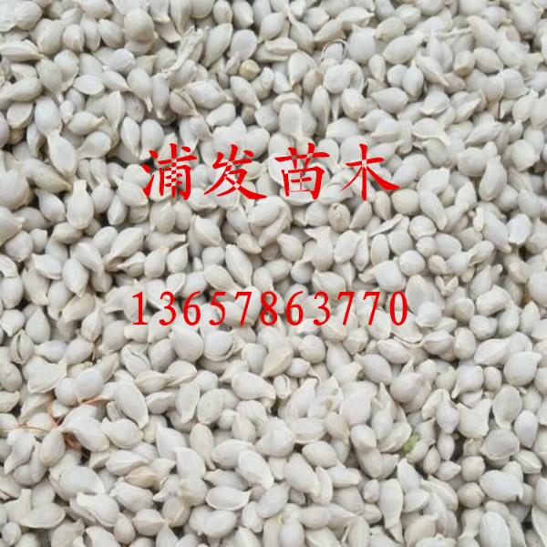 供應荔浦酸柑小苗批發(fā)