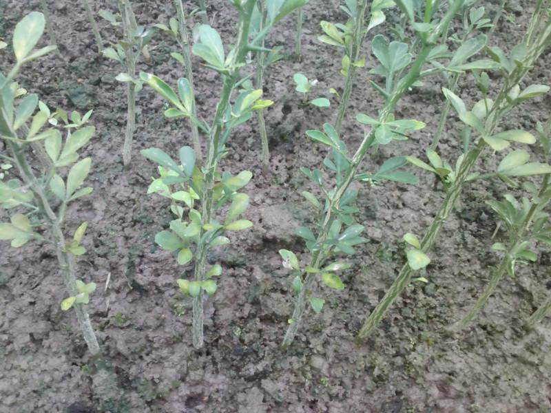 小苗圖片/小苗樣板圖 (2)