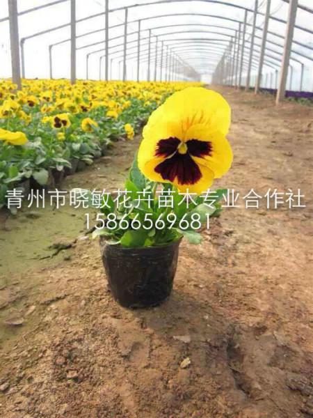 宿根福祿考圖片/宿根福祿考樣板圖 (2)