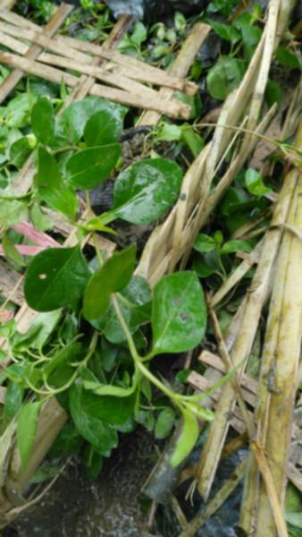 供應(yīng)西安綠蘿，西安叢生綠蘿，綠蘿吊蘭