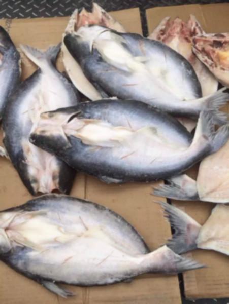 供應(yīng)進(jìn)口越南開背龍利魚