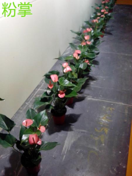 供應(yīng)哪里有植物花卉