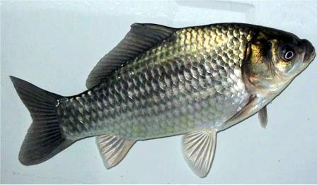 供應(yīng)鯽魚苗批發(fā)價格