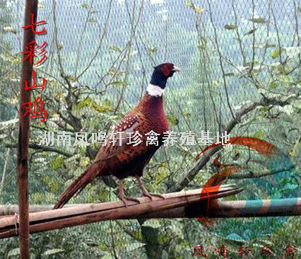 供應(yīng)貴陽*