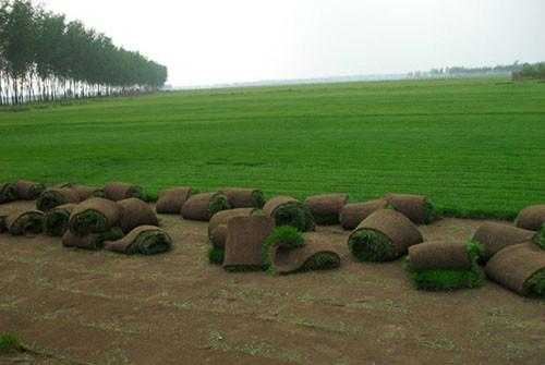 辽阳楠尧草坪基地