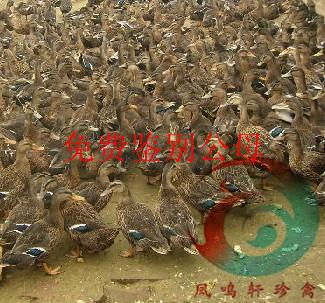 供應(yīng)云南珍*苗