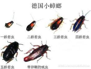 供應(yīng)南京金陵小區(qū)滅老鼠，南京金陵小區(qū)滅老鼠公司