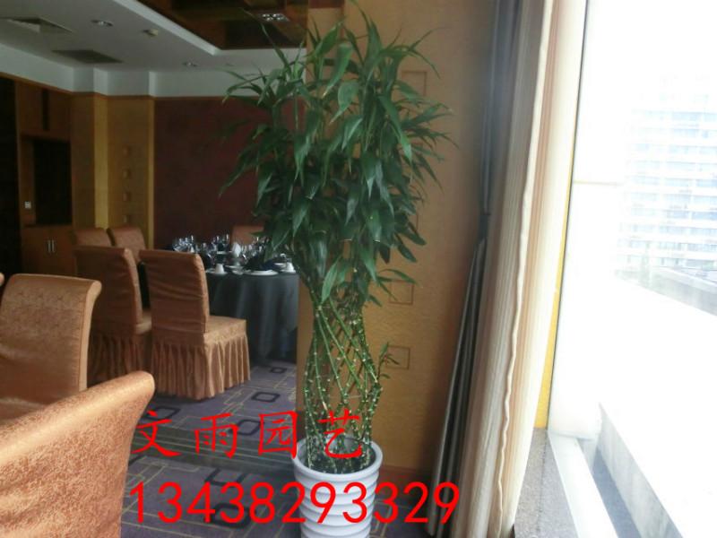 供應(yīng)成都酒店辦公區(qū)政務(wù)機(jī)關(guān)綠植物租賃