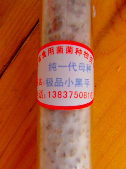 供應(yīng)*小黑平母種 原種 試管菌種 顆粒母種 訂做平菇栽培種 食用菌菌種