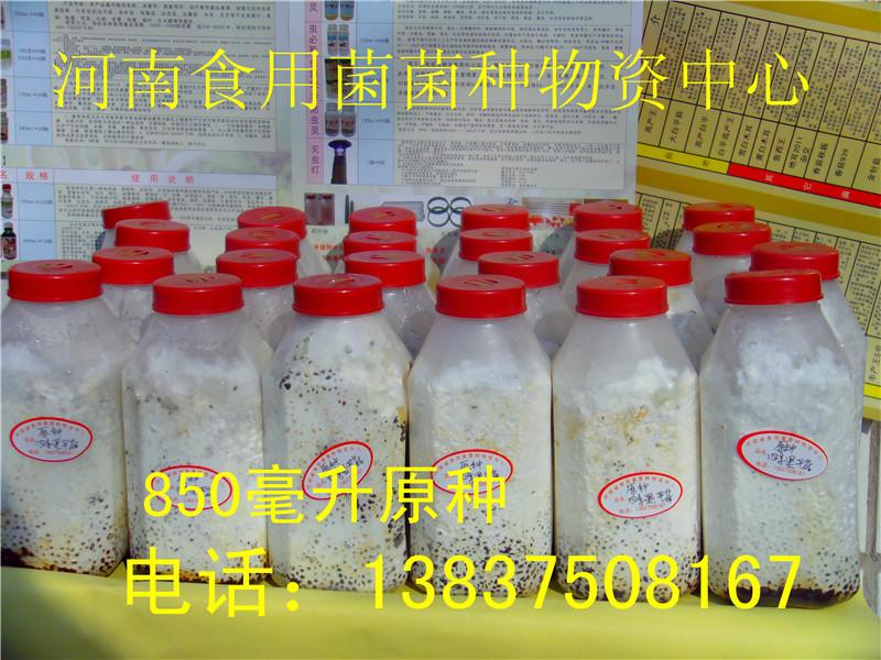 供應(yīng)*2015訂做平菇原種 定制栽培種 試管菌種 一級(jí)母種 平菇菌種