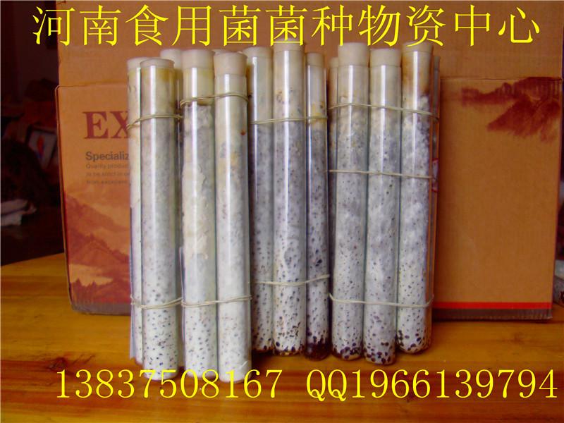 供應(yīng)*小黑平母種 原種 試管菌種 顆粒母種 訂做平菇栽培種 食用菌菌種
