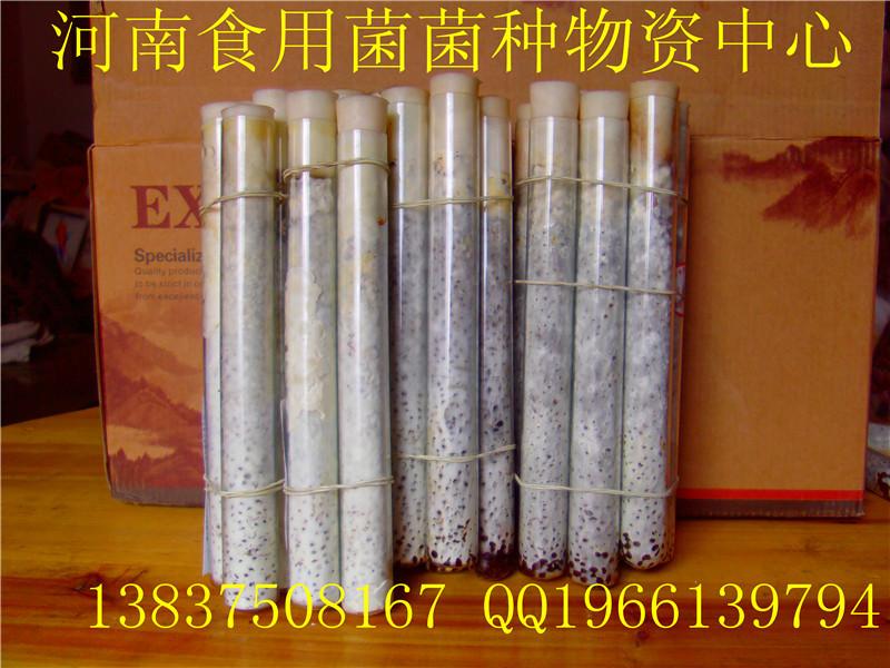 供應(yīng)*菇王平菇菌種 食用菌母種 試管菌種 一級(jí)菌種 定制原種 栽培種