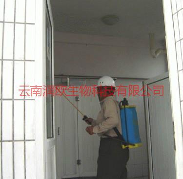 西山區(qū)館子滅蟑螂圖片