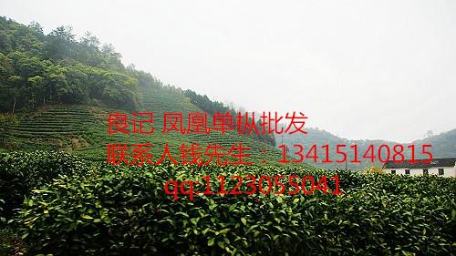 深圳市凤凰单枞茶叶厂家