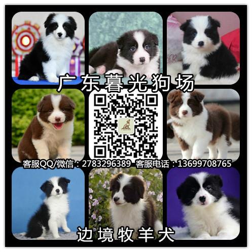 高品质边境牧羊犬图片