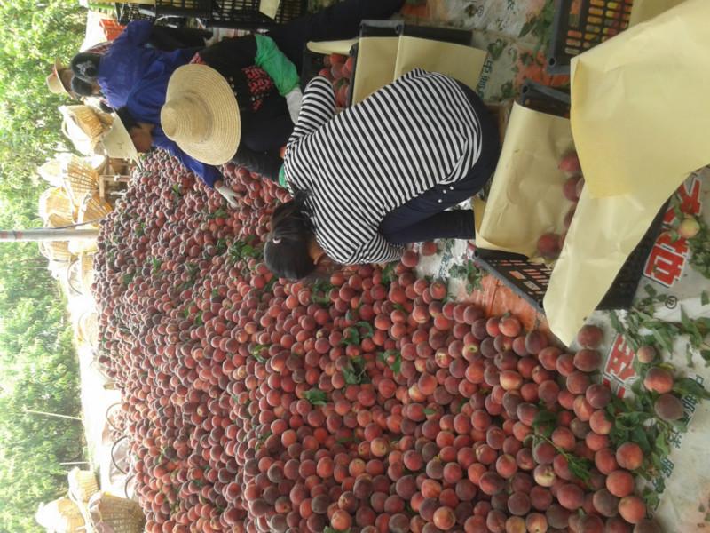 湖北毛桃供應(yīng)基地/2021年油桃行情/油桃產(chǎn)地/毛桃價(jià)格/湖北毛桃代收 湖北毛桃供應(yīng)基地