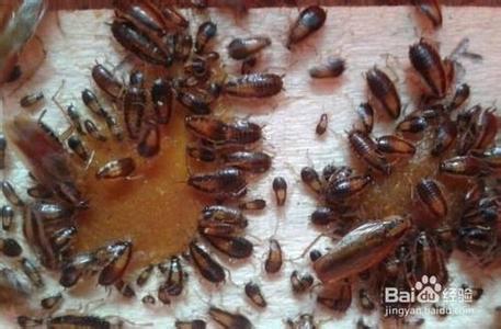 滅蟑螂圖片/滅蟑螂樣板圖 (3)