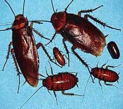 滅蟑螂圖片/滅蟑螂樣板圖 (4)