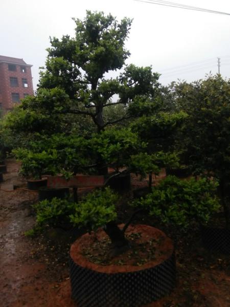 供應茶梅盆景多少錢一盆，茶梅盆景市場，茶梅盆景基地，茶梅盆景批發(fā)