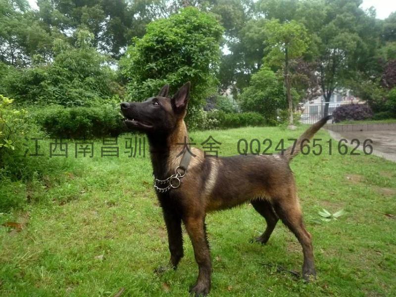 北京市江西南昌马犬厂家供应江西南昌马犬