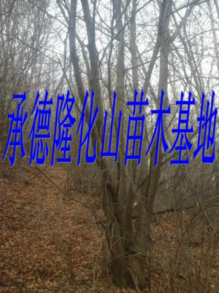 供应青岛丛生五角枫批发价，青岛丛生五角枫供货商，青岛丛生五角枫价格