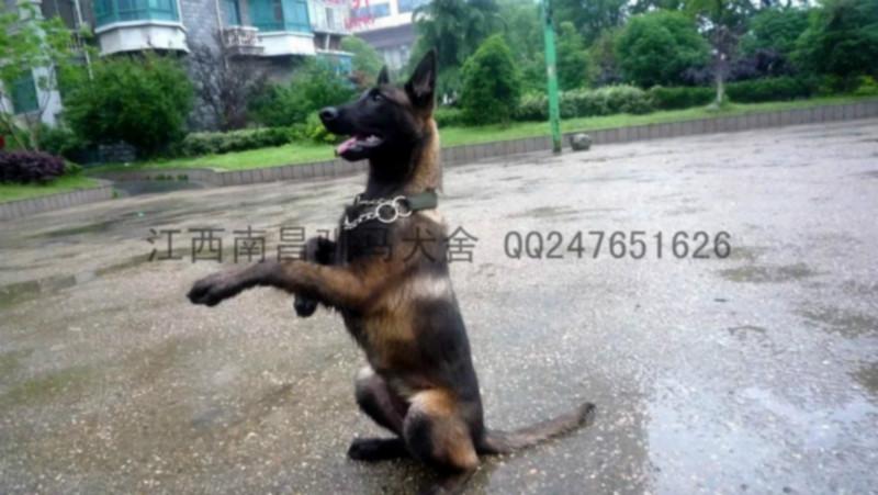 北京市江西南昌马犬厂家