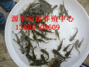 供應(yīng)用于水產(chǎn)養(yǎng)殖的黃顙魚苗批發(fā)，惠州黃顙魚苗批發(fā)價格，廣東黃顙魚苗批發(fā)價格，茂名黃顙魚苗批發(fā)，惠東黃顙魚苗批發(fā)