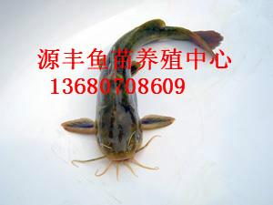 供應(yīng)用于水產(chǎn)養(yǎng)殖的黃顙魚苗批發(fā)，惠州黃顙魚苗批發(fā)價格，廣東黃顙魚苗批發(fā)價格，茂名黃顙魚苗批發(fā)，惠東黃顙魚苗批發(fā)