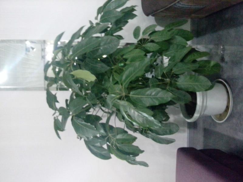 成都花卉出租  高新區(qū)花卉出租 錦江區(qū)花卉出租